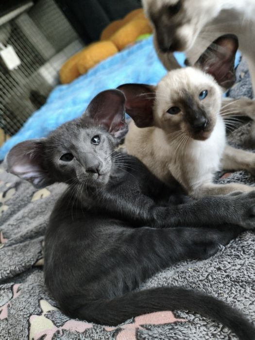 Ориентальные котята экстрим