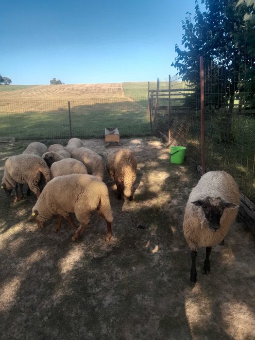 Vând cârlană de 1 an