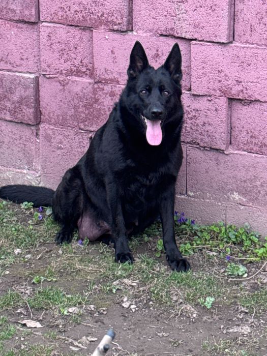 щенки немецкой овчарки