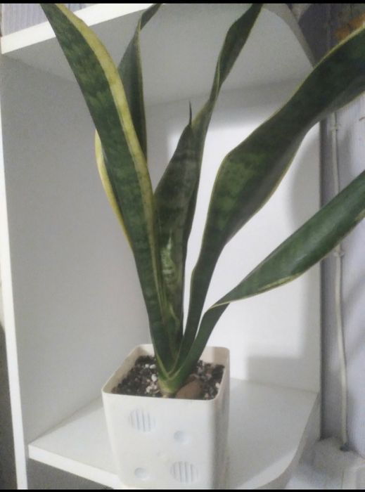 Продам  Сансиверию