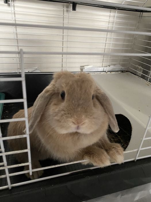 Продам кролика минилоп вислоухий