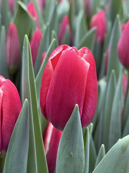 Тюльпаны оптом.