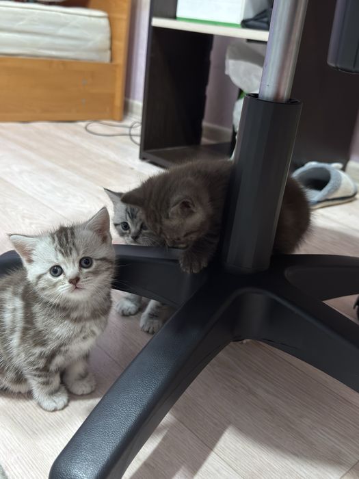 Продам котенки девочки