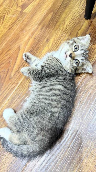 породистая кошка (вислоушка)