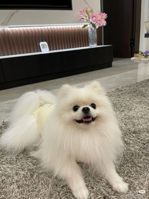 Шпиц (город:Астана) (домик в подарок)