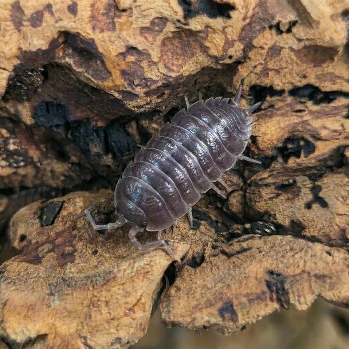 Izopozi/ izopode