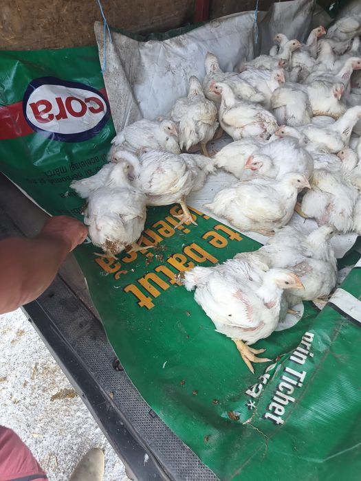 Pui mari albi de carne