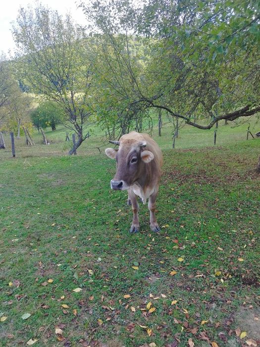 Vaca de 7 ani cu lapte.
