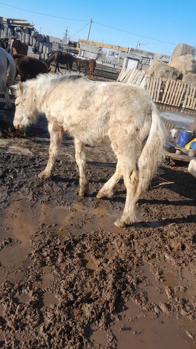 Сатамын! Продам жабагы