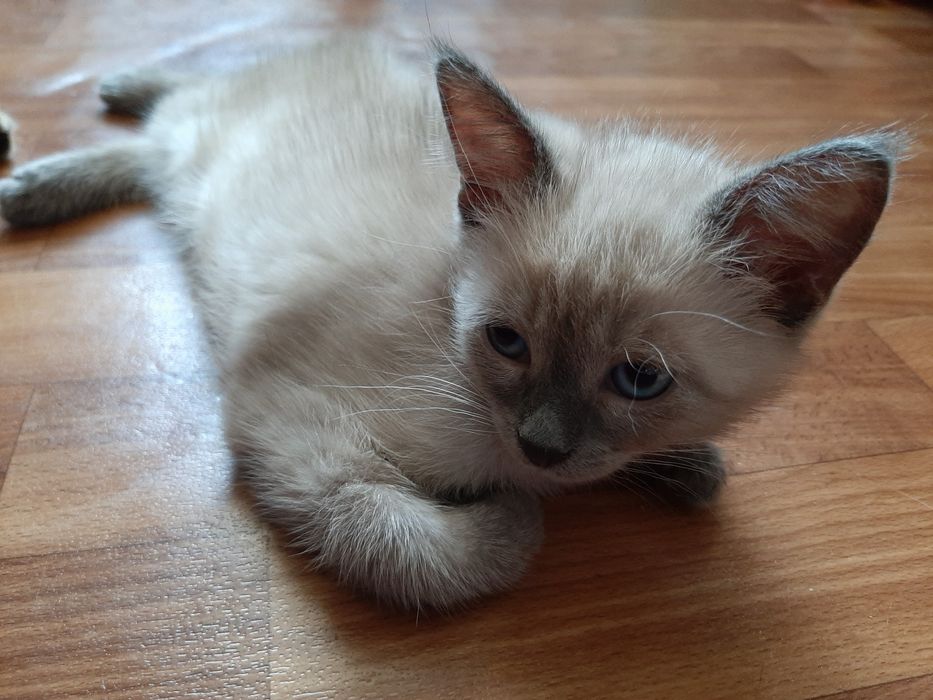 Котята в добрые и ответственные руки