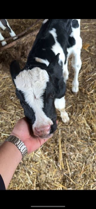 buzoq (sut emdi) sotiladi