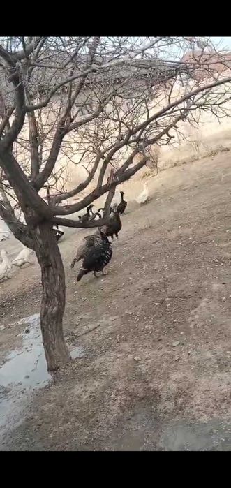 Үндіктер сатылады