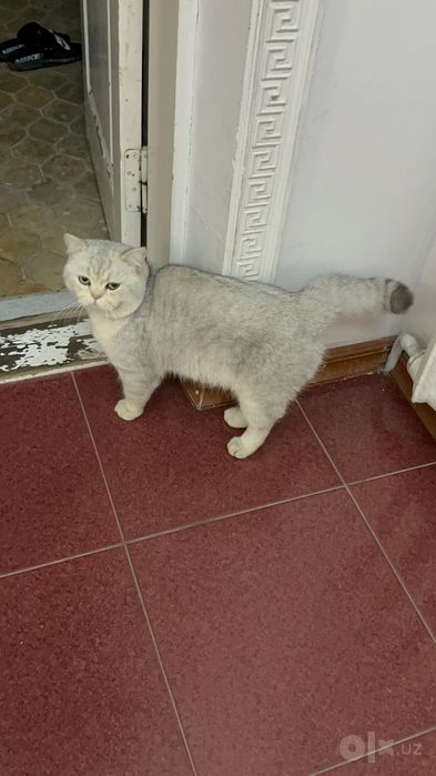 Продаю кота Британца
