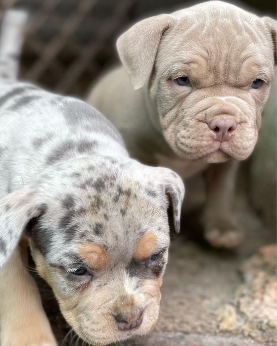 Американский булли