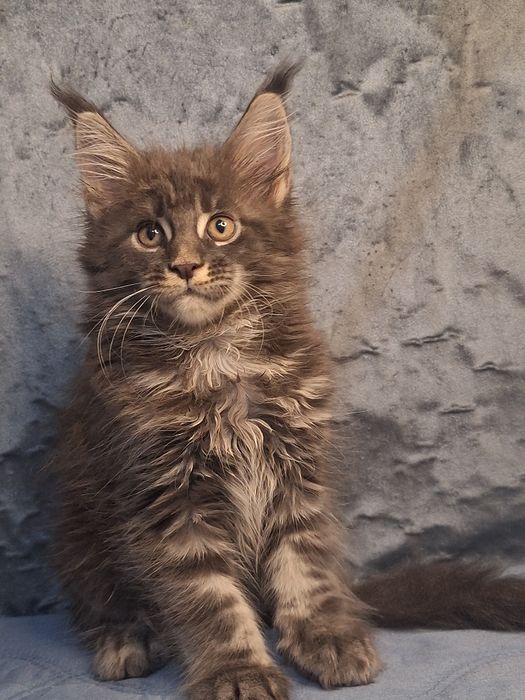 Котята мейн-кун из питомника _рассрочка!