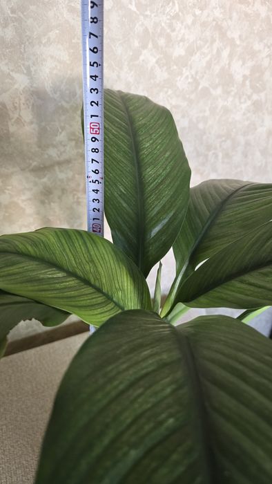 Спатифиллум вариегатный