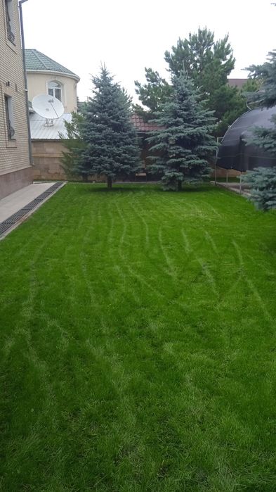 Посевной рулонный газон