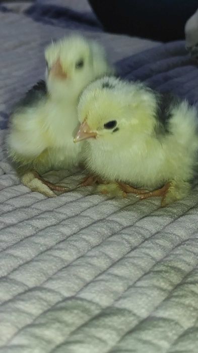 Disponibile oua cochinchina uriaș bobat