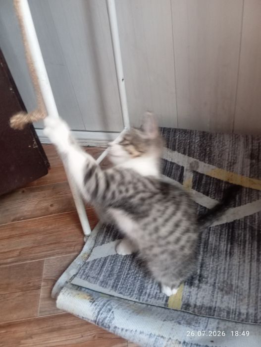 Очаровашки котятки