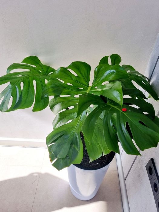 Офисные растения цветы для офиса