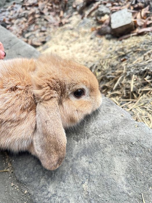 Fransuzkiy baran karlik Quyonlari sotiladi