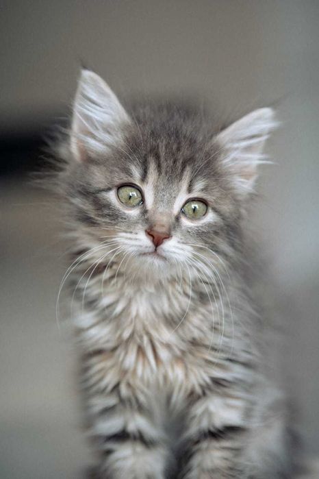 Котенок Шера ищет дом!