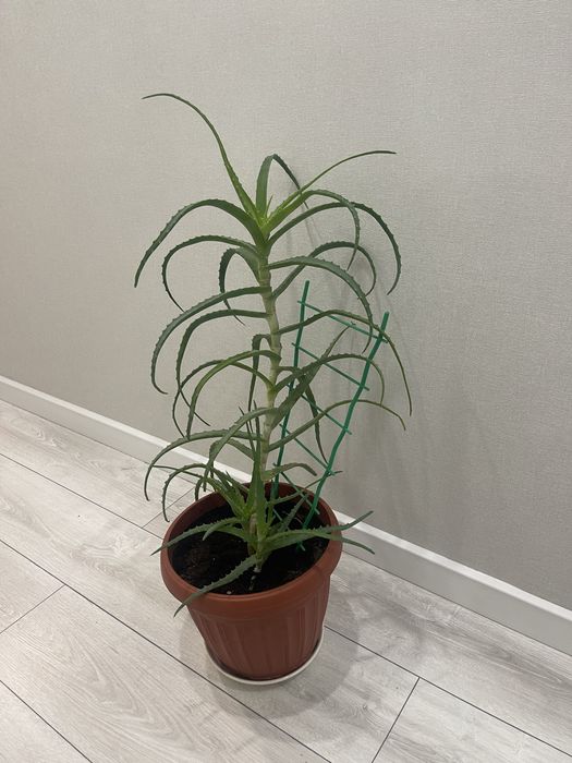 Алоэ лечебное больше семи лет