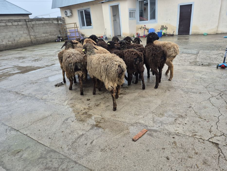 Тоқты тоқтылар қой кой