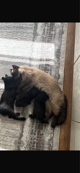 Отдам котят в надежные руки