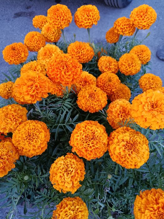 Цветы садовые в ассортименте