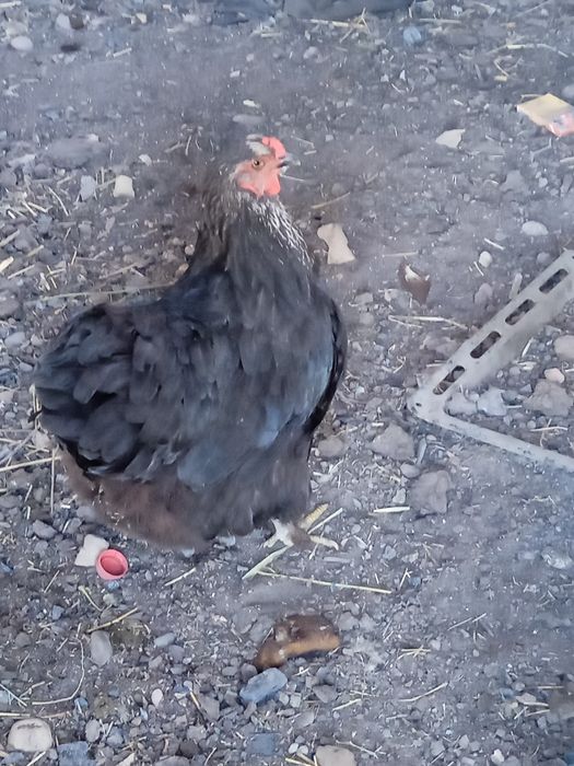 Полу брама сатам