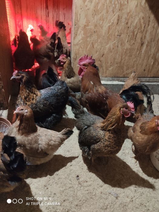 Инкубационные яйцо Австролорп