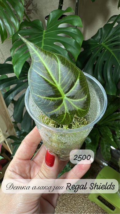 Комнатные растения