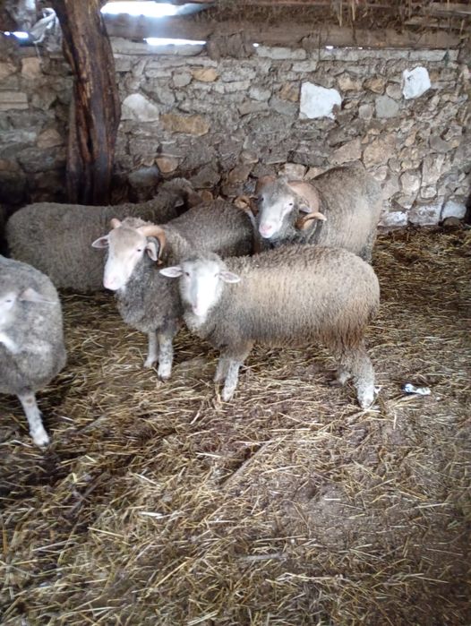 Vand 13 carlani rasa merinos pur