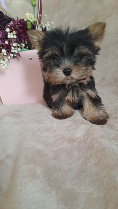 Щенки мини йорки