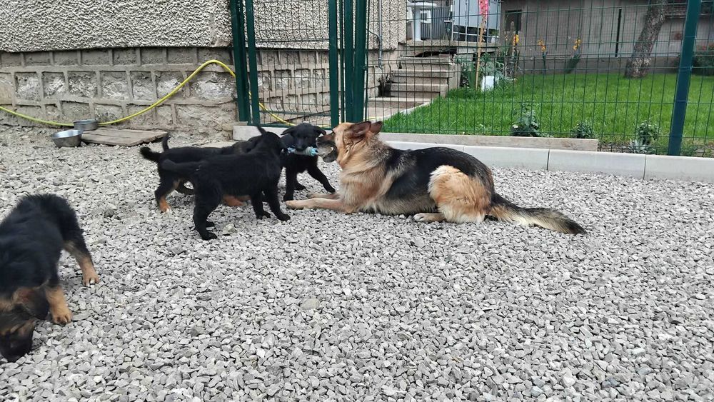 Кученца между немска овчарка и голден ретривър