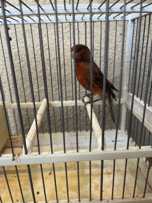 Canari slavujar si de culoare