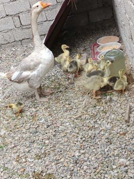 G'oz jo'jalari srochna sotiladi!