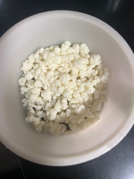 Молочный тибетский гриб