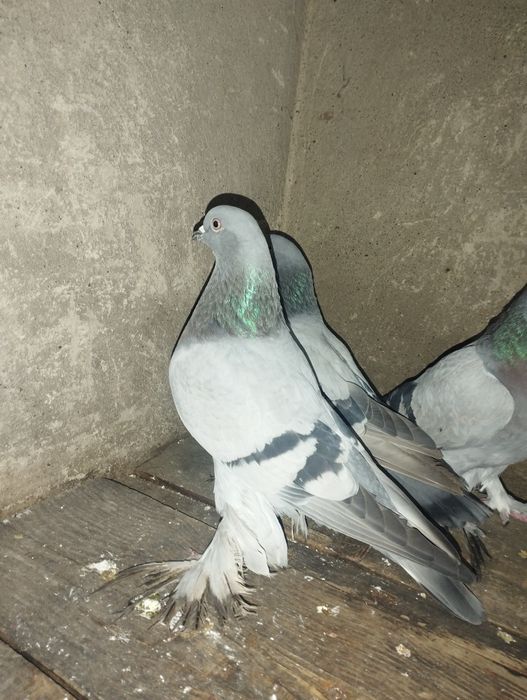 Сизые голубки с тягой