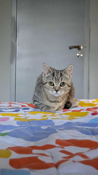 Британски котета,Британска котка