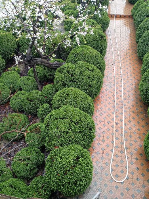 Продаются кустарники Самщит (шамшот, шамшод)разных размеров