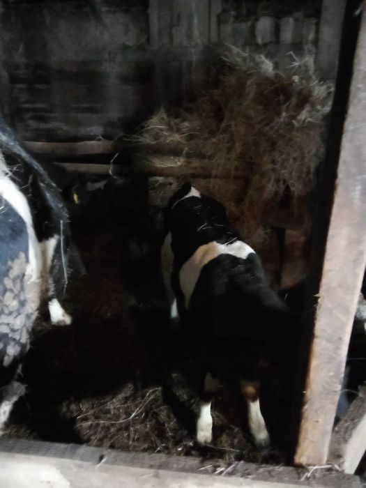 Продам двух коров с телятами.