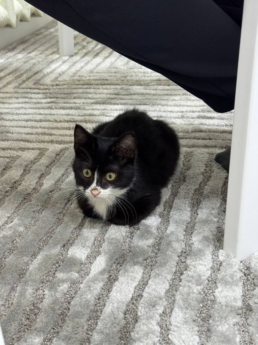 Отдаем котенка в добрые руки