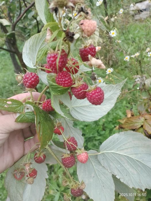Zmeura polka rodește din iunie până înghețată