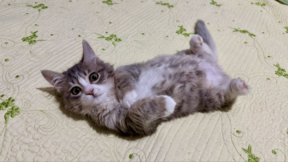 Пушистый котенок мальчик