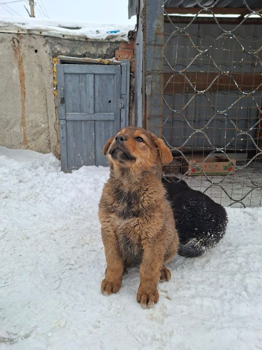 Щенки овчарки и алабая