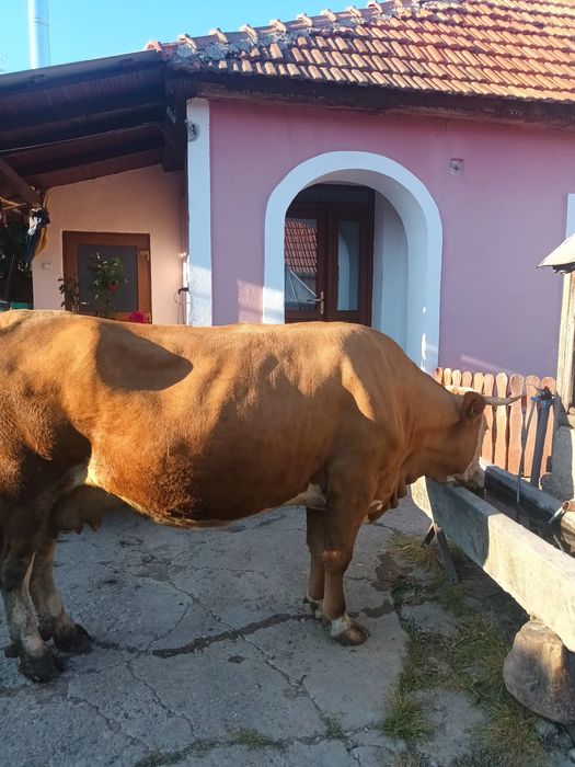 Vând vacă Bălțată Românească