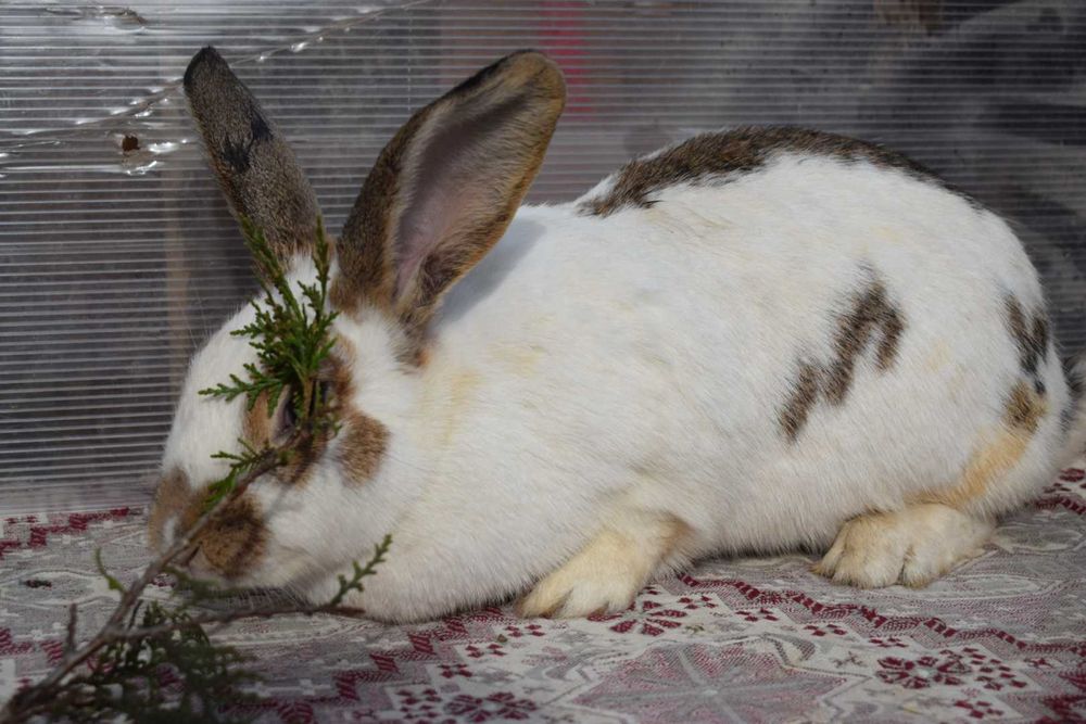 Продавам мъжки и женски зайци за разплод