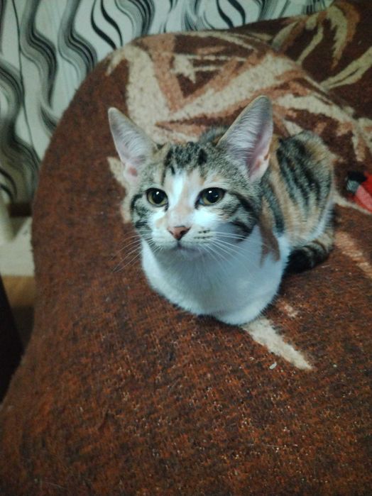 Подарявам много красиви домашни котенца